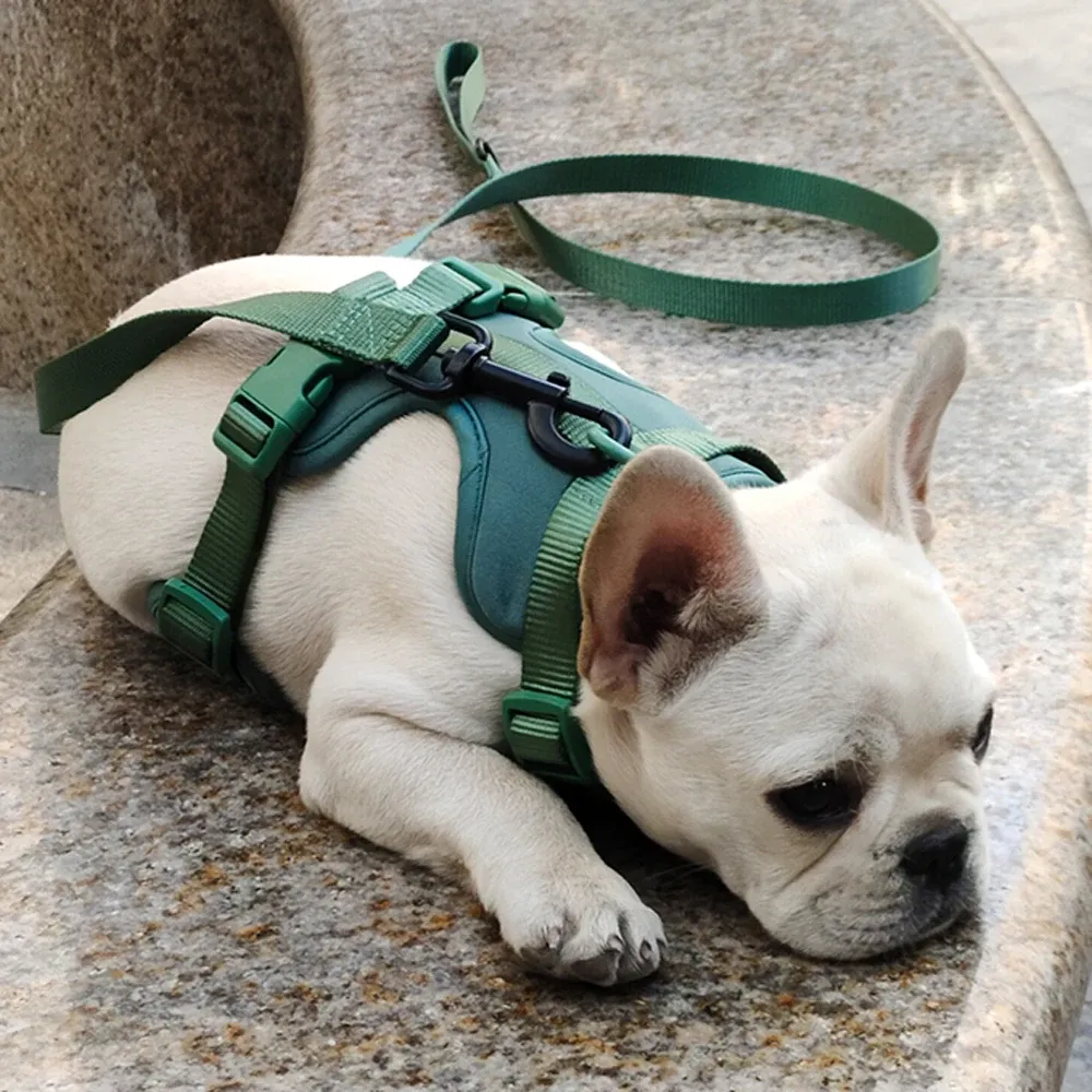 Harnais pour chien, vue détaillée 13