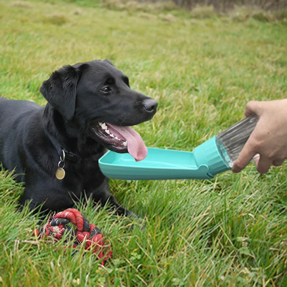Bouteille d'eau portable pour chien en situation