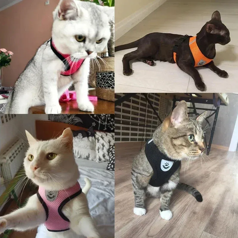 Harnais en maille pour animal de compagnie, mise en situation