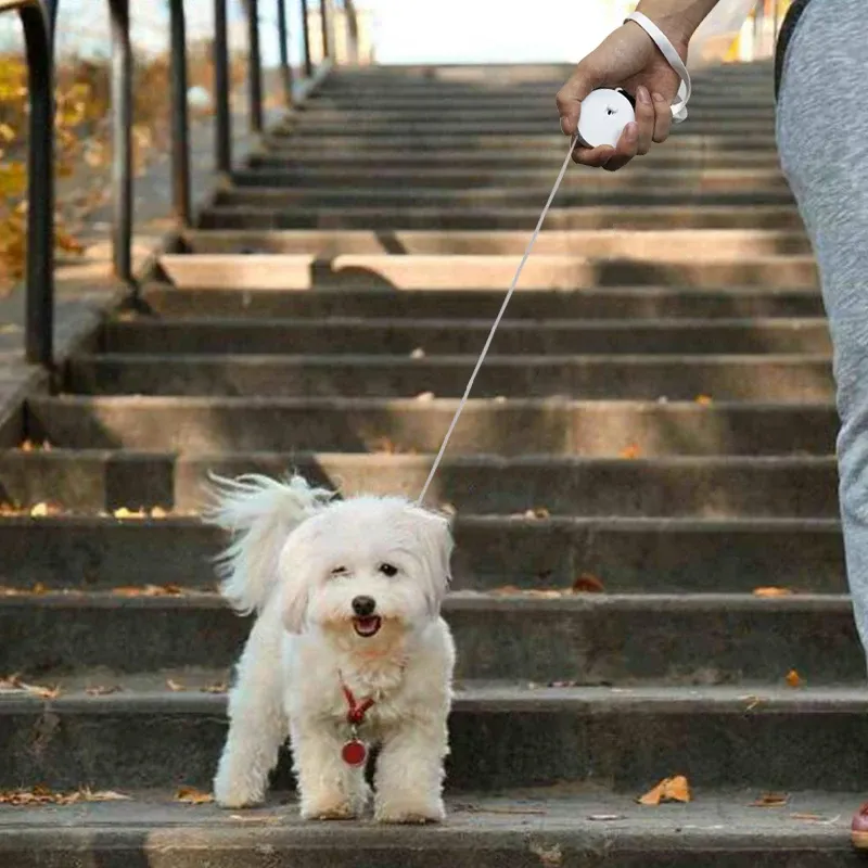 Laisse rétractable automatique 2 m pour chiot, chien et chat 4