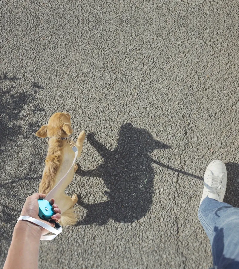 Laisse rétractable pour chien, usage