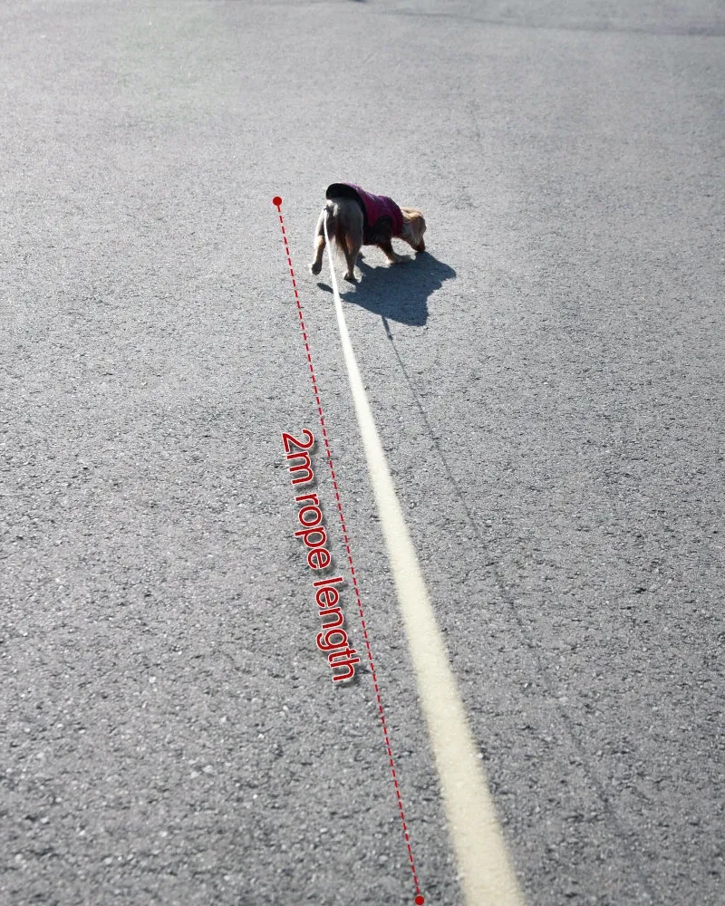 Laisse rétractable pour chien, balade en extérieur