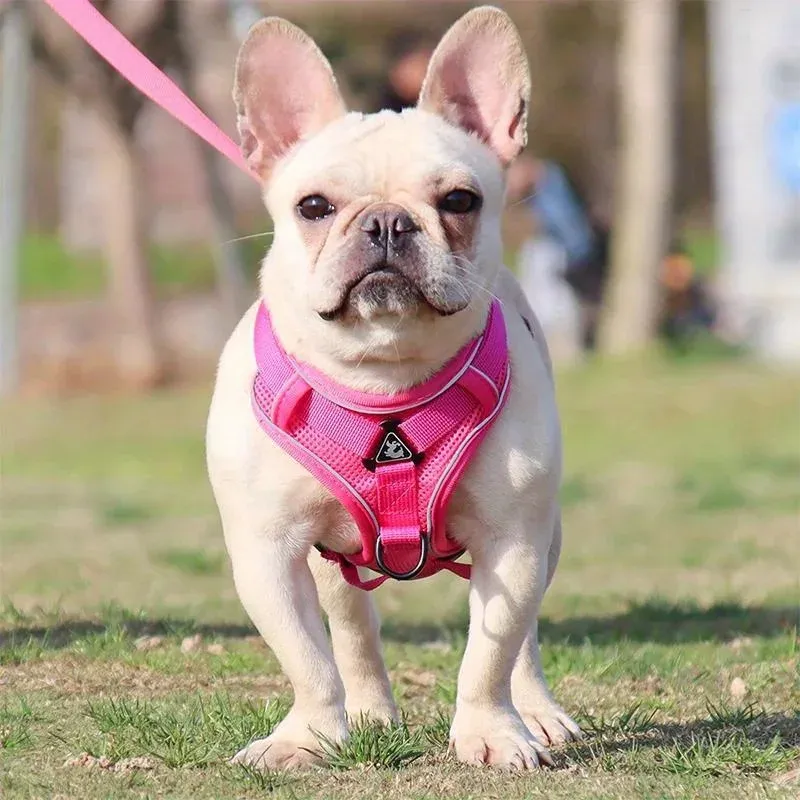 Harnais de promenade pour petit chien