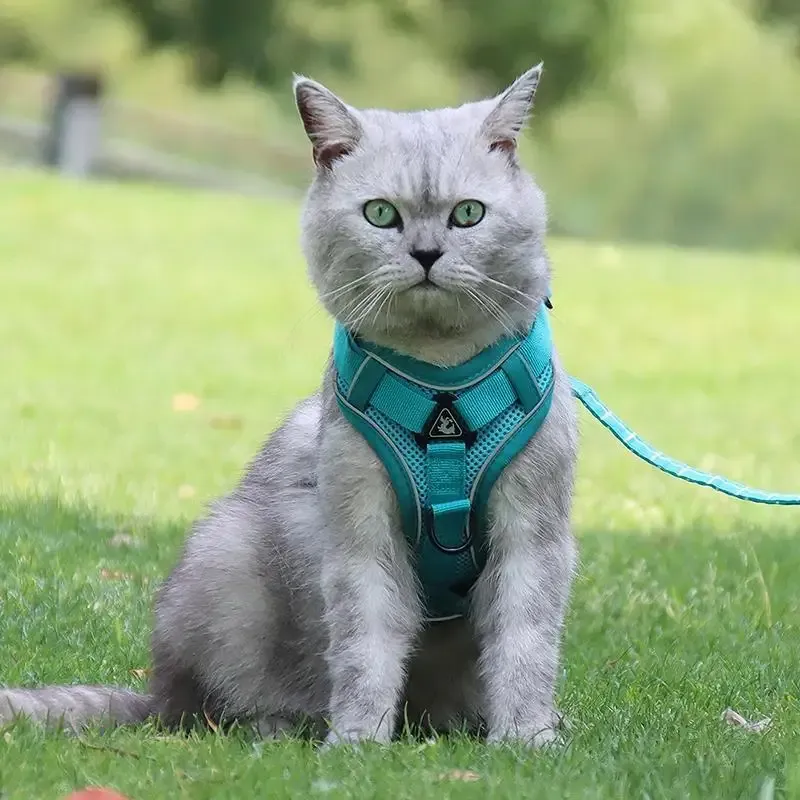 Harnais et laisse pour chien prêts pour la sortie