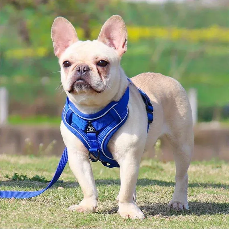 Vue de face du harnais pour chien