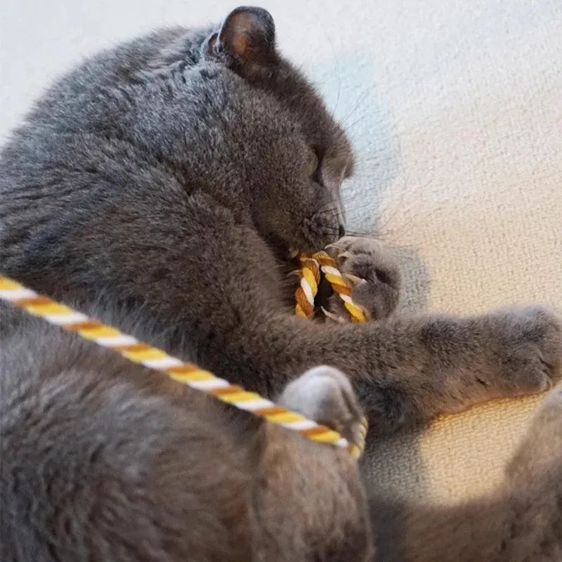 Jouet interactif pour chat en situation