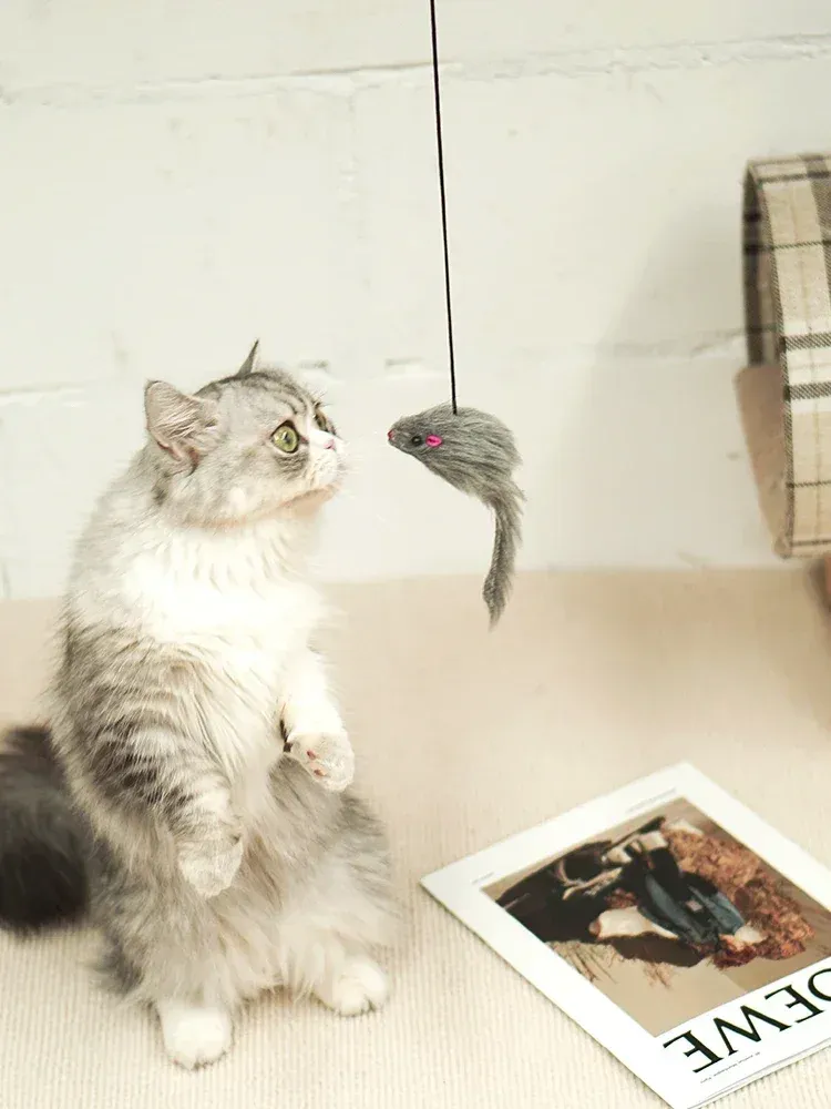 Jouet pour chat dans un intérieur