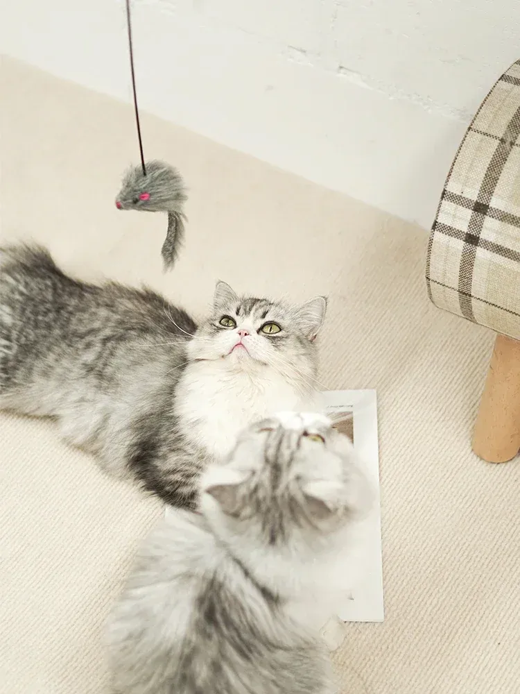 Chat jouant avec la souris suspendue