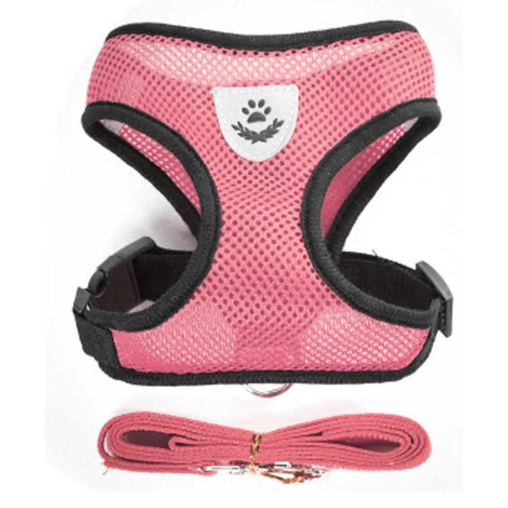 Harnais pour chat et chien en situation de promenade